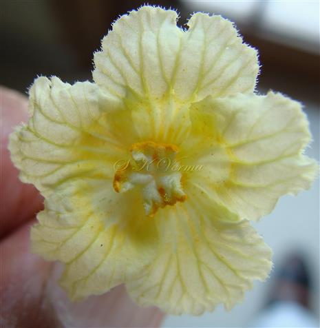  Male Flower